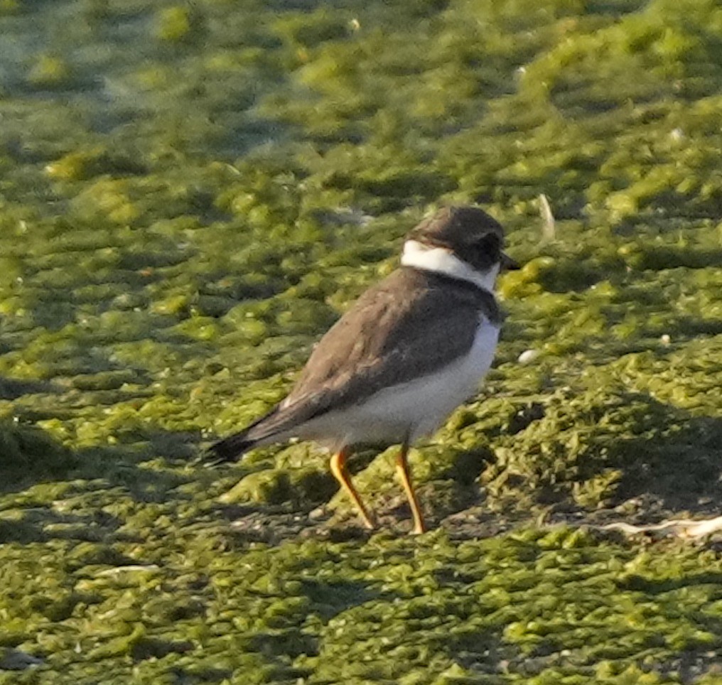 Semipalmated Plover - ML488872991