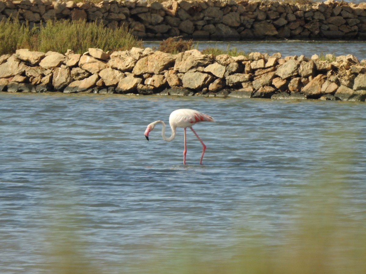 Greater Flamingo - ML488873081
