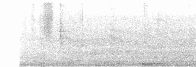 holub skalní (domácí) - ML488874981