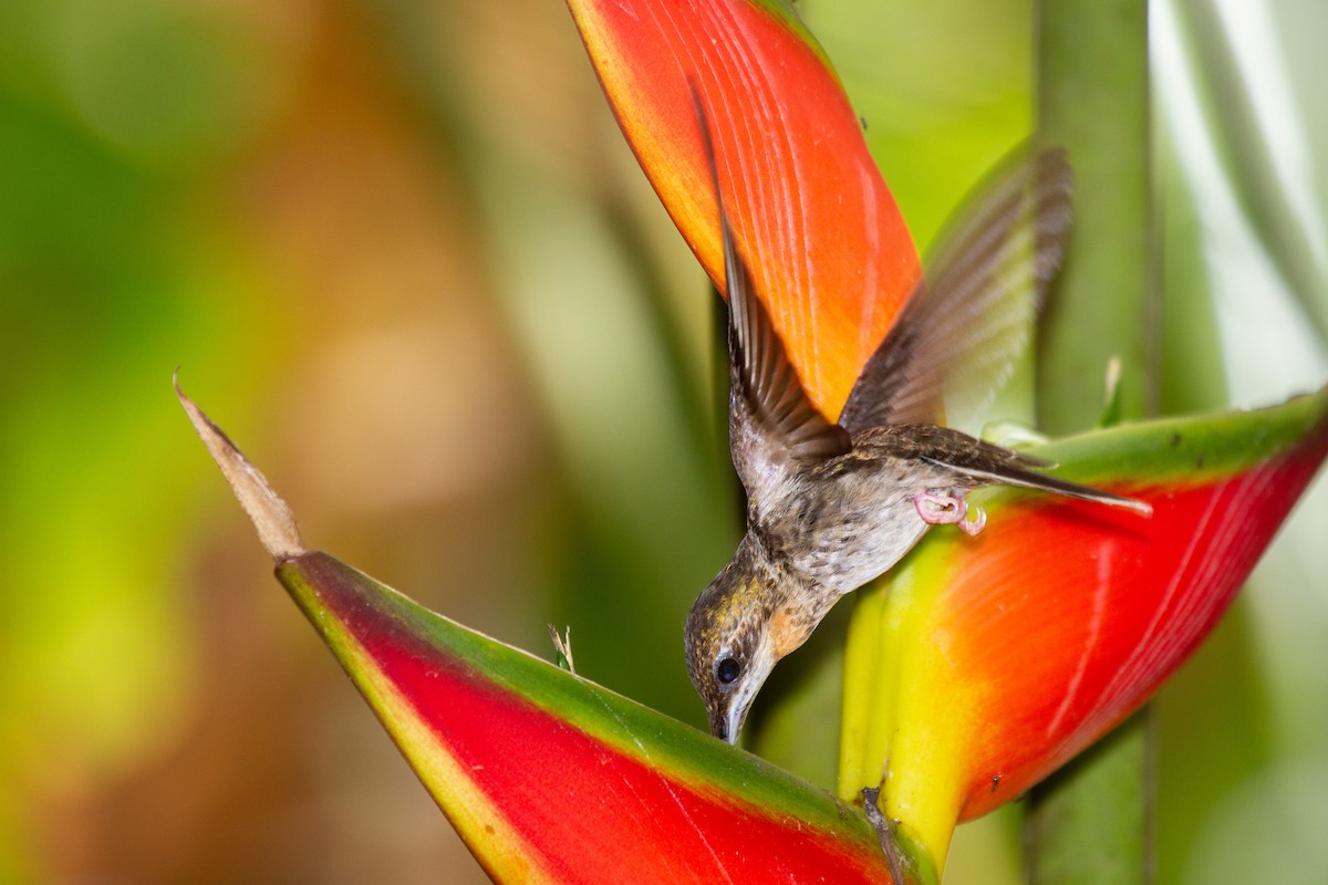 kolibřík světloocasý - ML488879221
