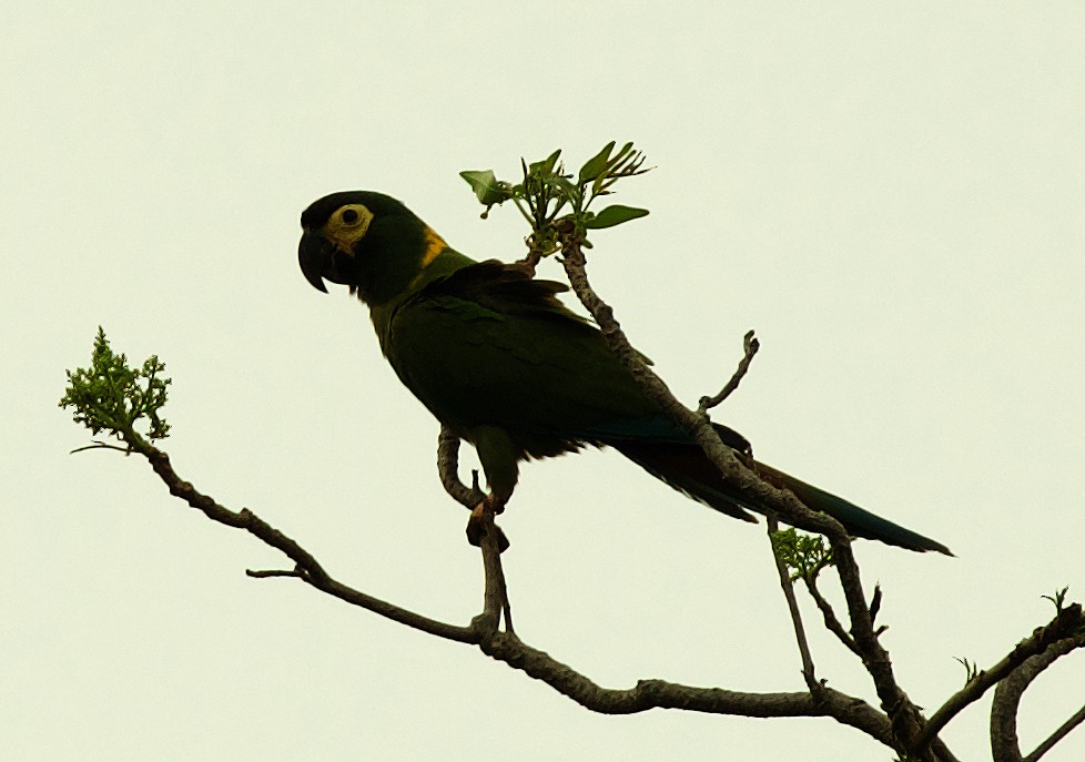Yellow-collared Macaw - ML488881581