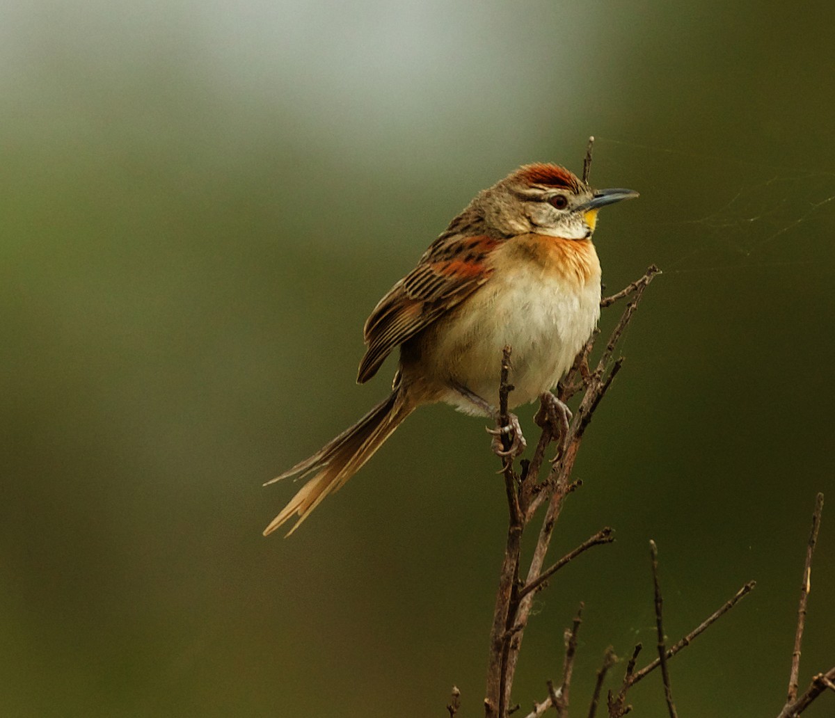 Chotoy Spinetail - ML488882291