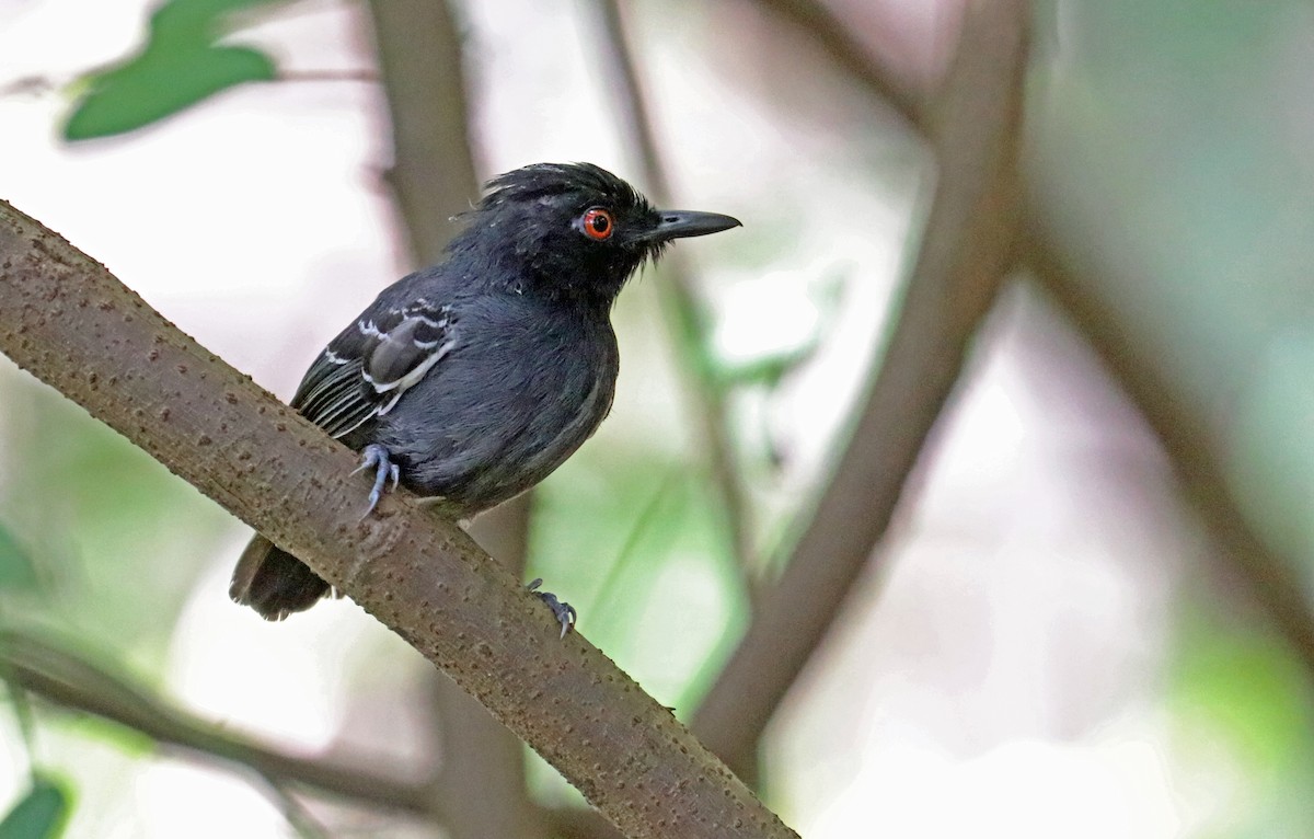 Black-tailed Antbird - ML488882701