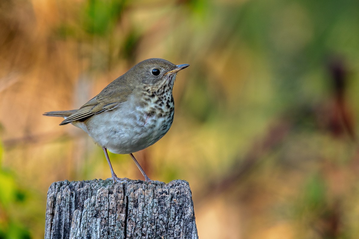 Малый/Пестрогорлый соловьиный дрозд - eBird