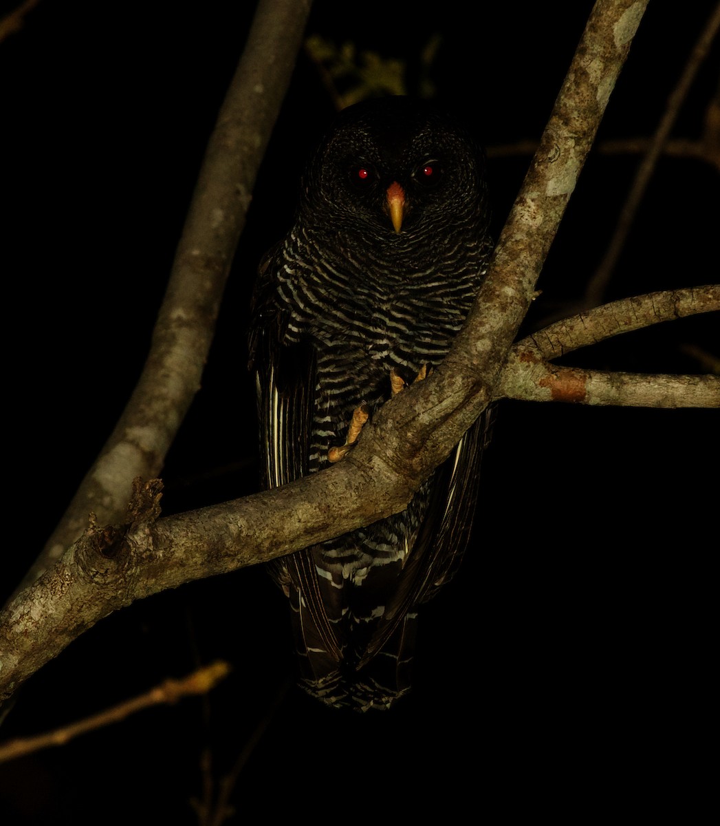 Black-banded Owl - David Ascanio