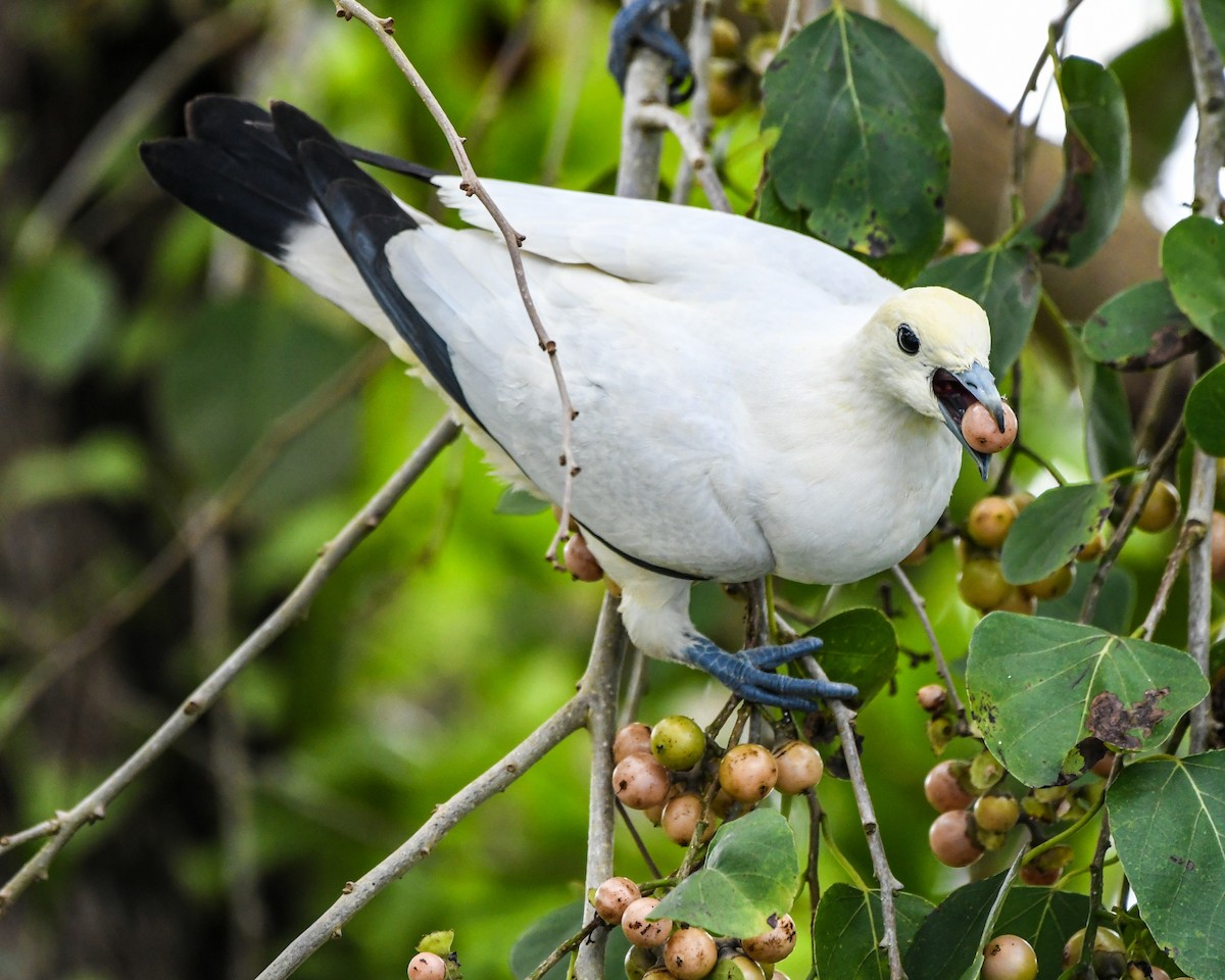 Pied Imperial-Pigeon - ML488886981