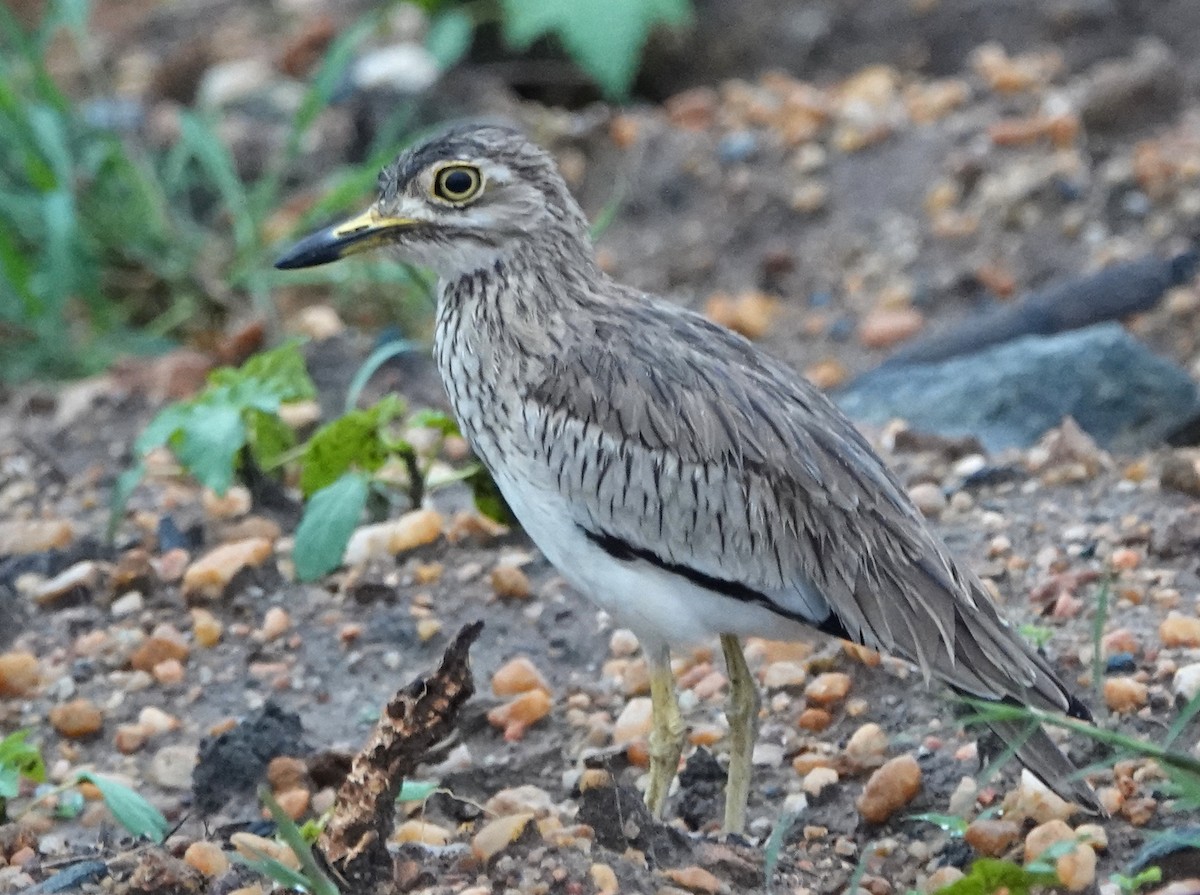 Senegal Thick-knee - Peter Blancher