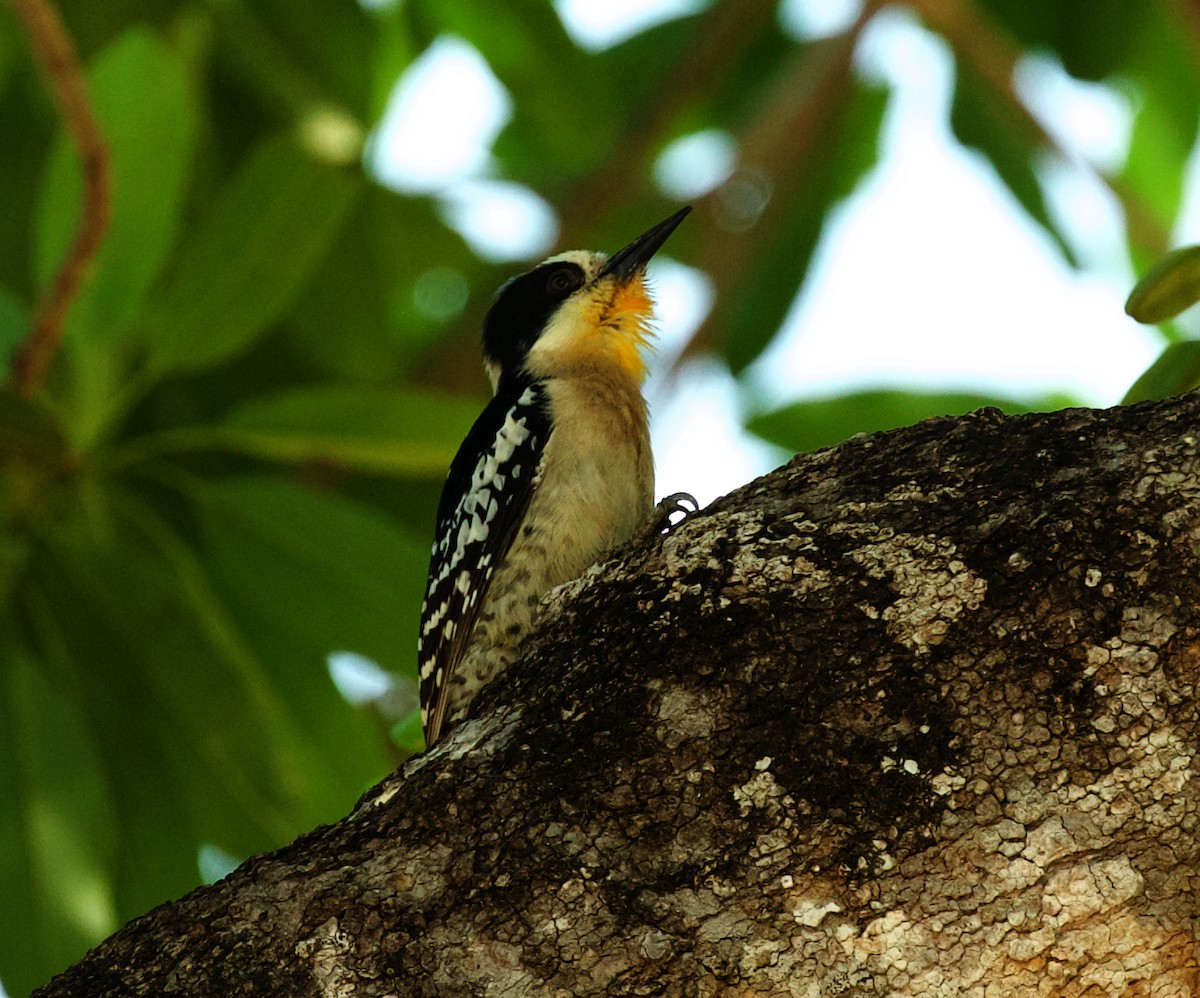 White-fronted Woodpecker - ML488887181