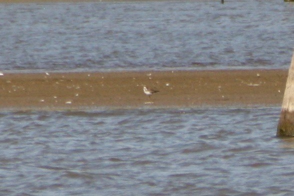 Semipalmated Plover - ML488894081