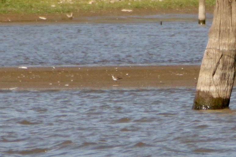 Semipalmated Plover - ML488894111