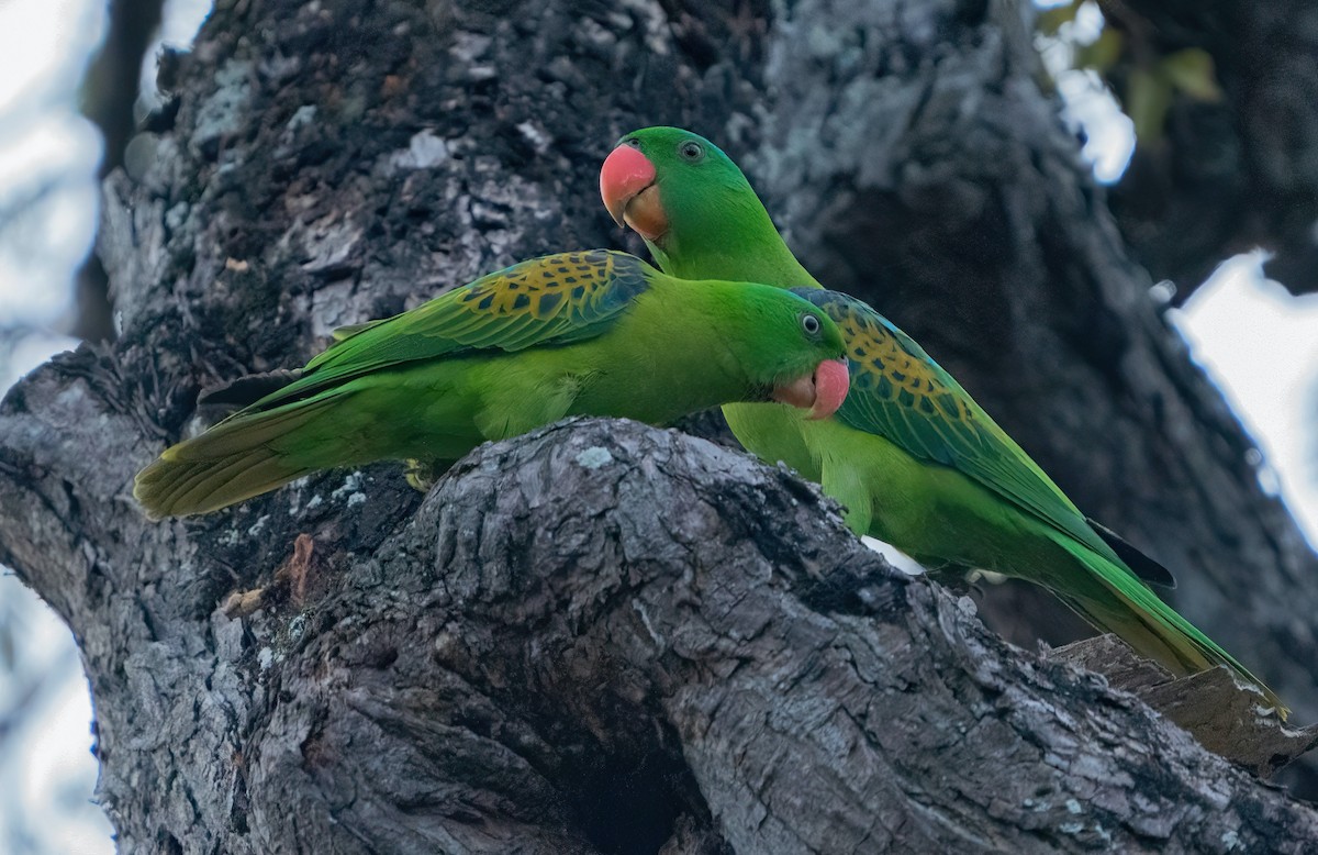 Blue-naped Parrot - Kevin Pearce