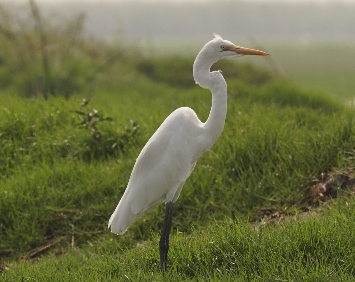 Great Egret - Sandhya Lenka