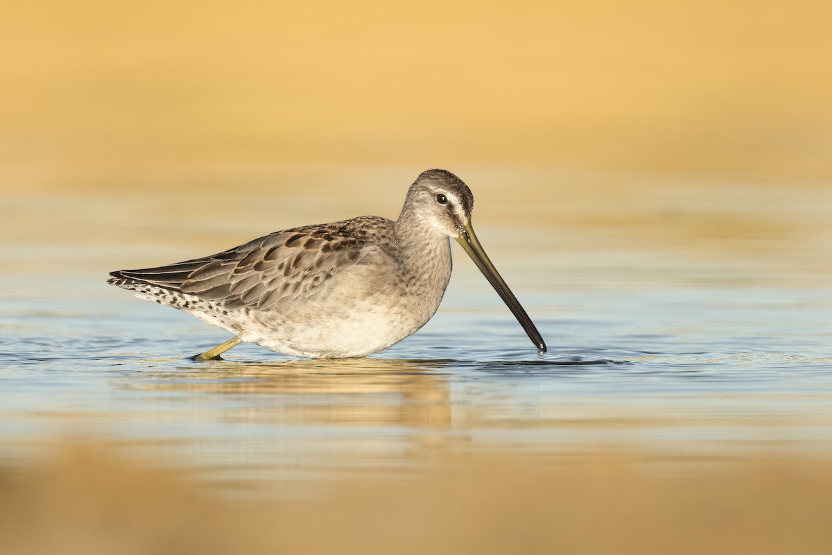 Long-billed Dowitcher - ML488899811