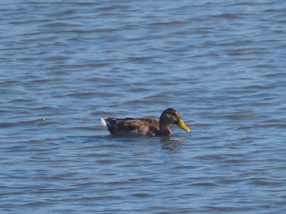 eBird Japan Checklist - 30 Sep 2022 - 津市--豊津浦--安濃川の河口IBA (Tsu ...