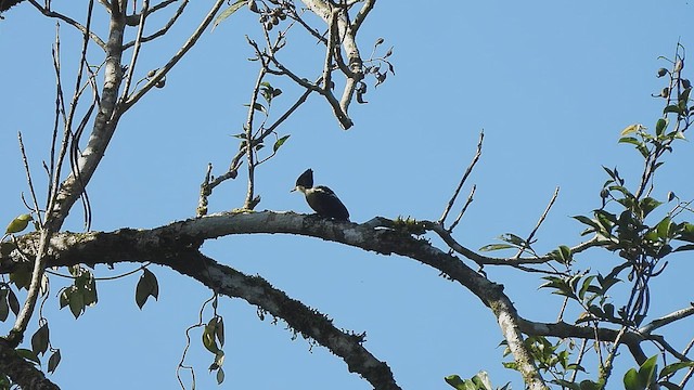 Heart-spotted Woodpecker - ML488910421