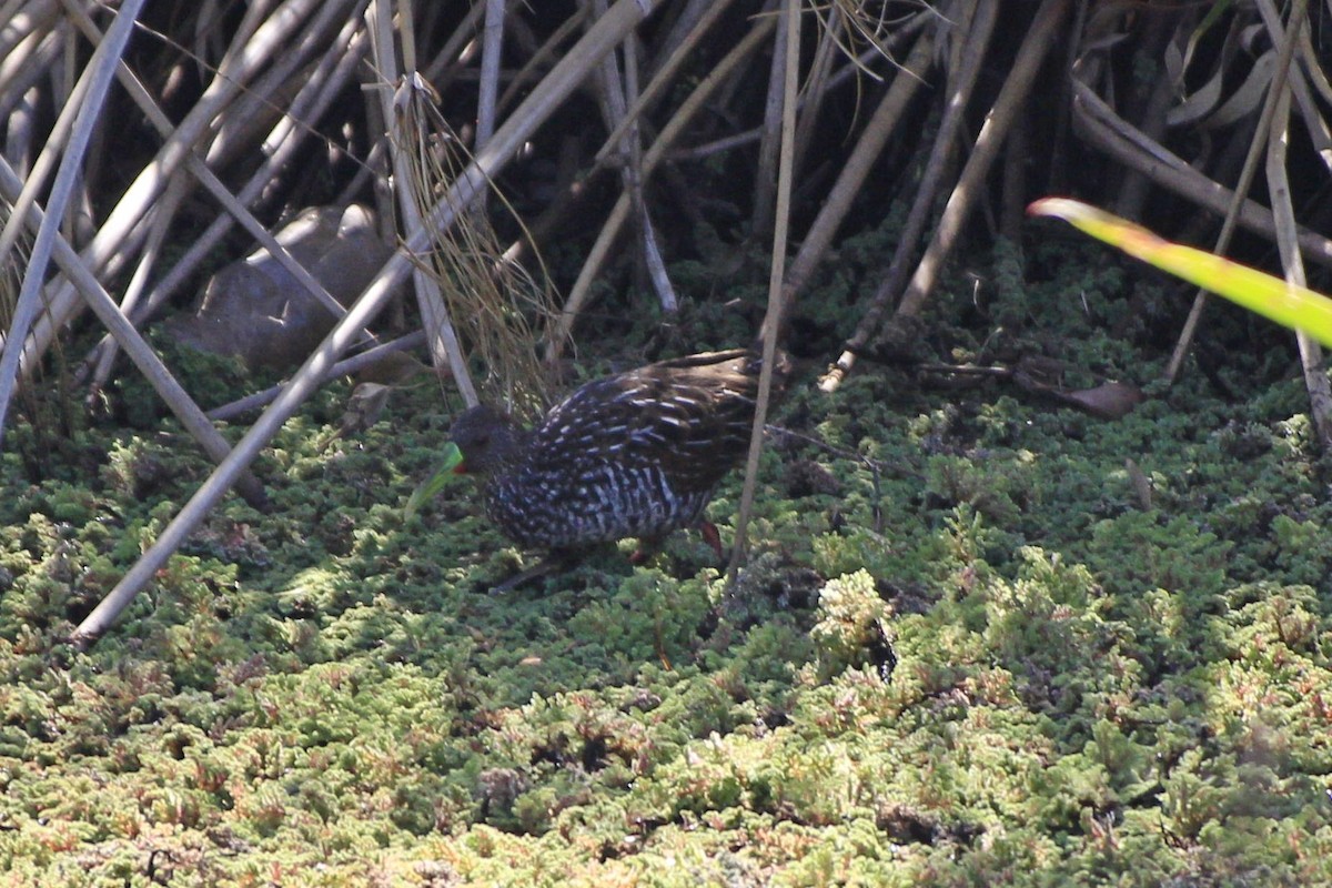 Spotted Rail - ML488911471