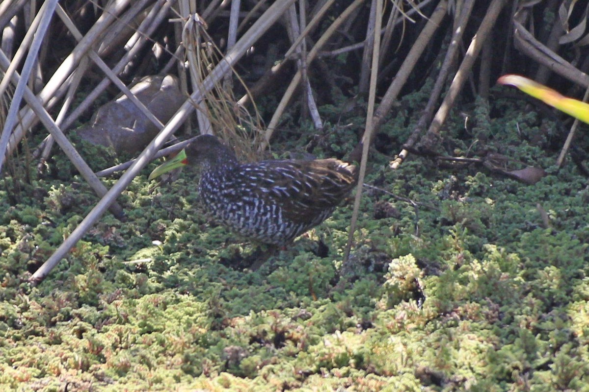 Spotted Rail - ML488911481