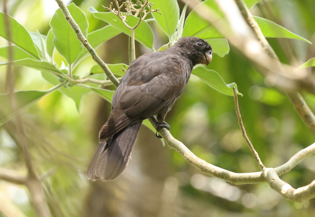 Comoro Black Parrot - ML488913631