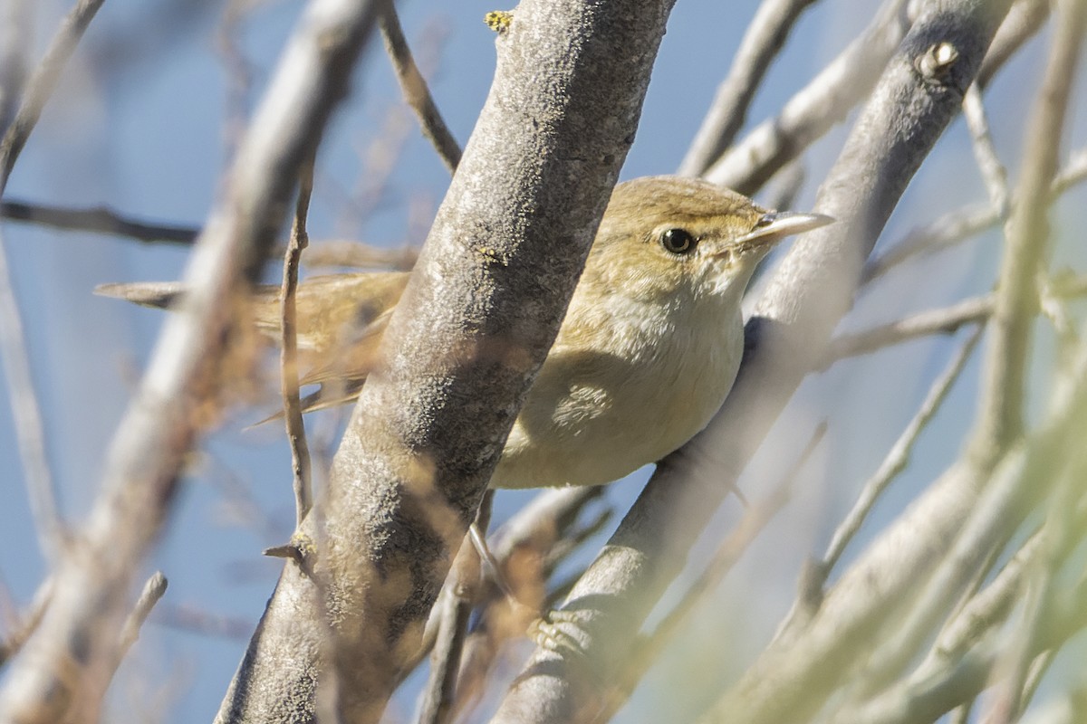 Common Reed Warbler - ML488917821
