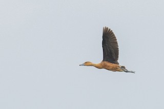 Fulvous Whistling-Duck, ML488923671