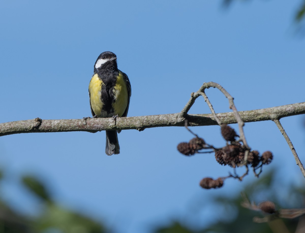 Green-backed Tit - ML48893301