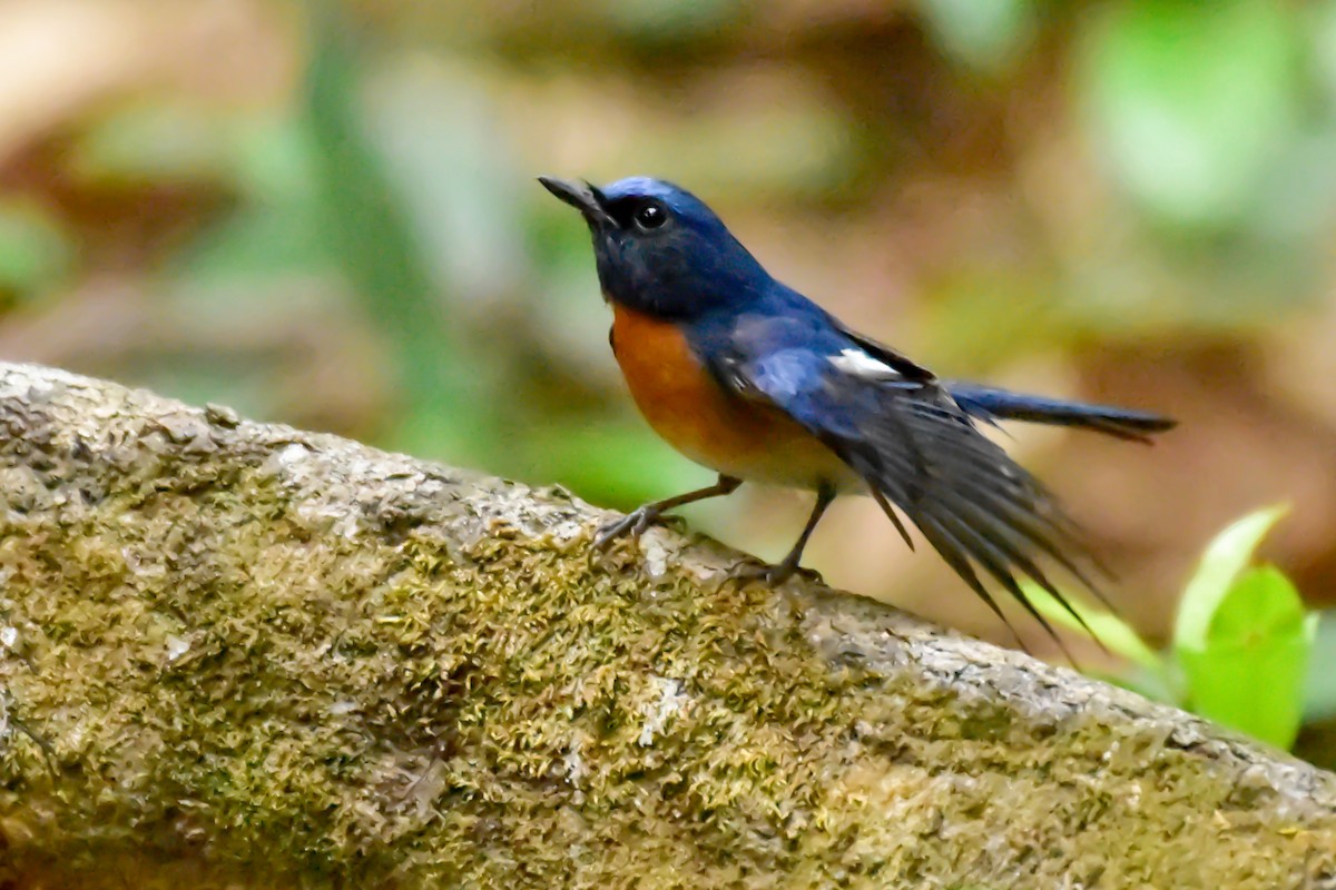Blue-throated Flycatcher - Krishnamoorthy Muthirulan