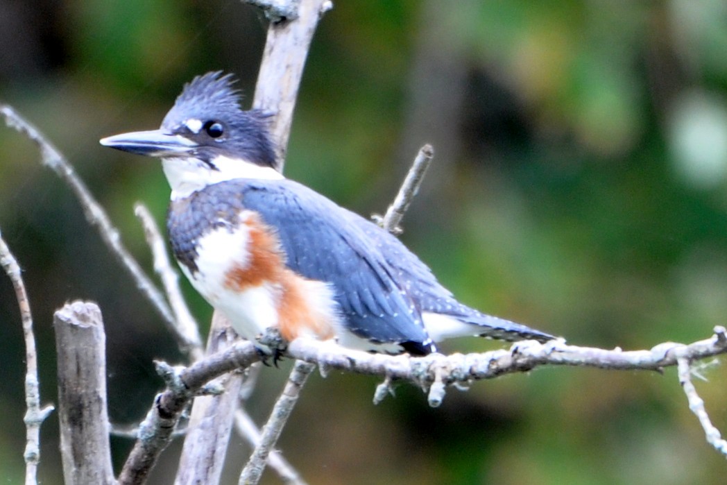 Belted Kingfisher - ML488936341