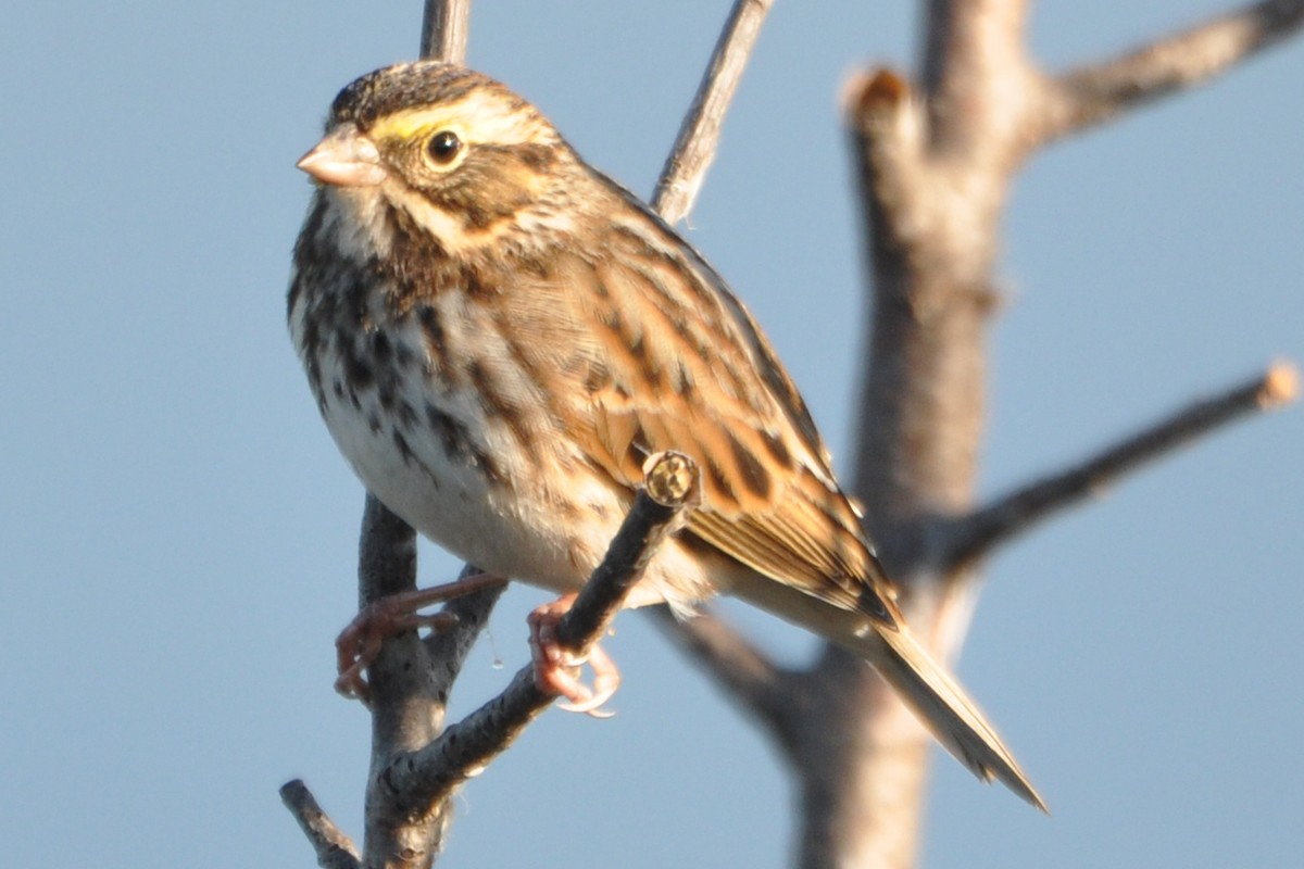 Savannah Sparrow - ML488936601