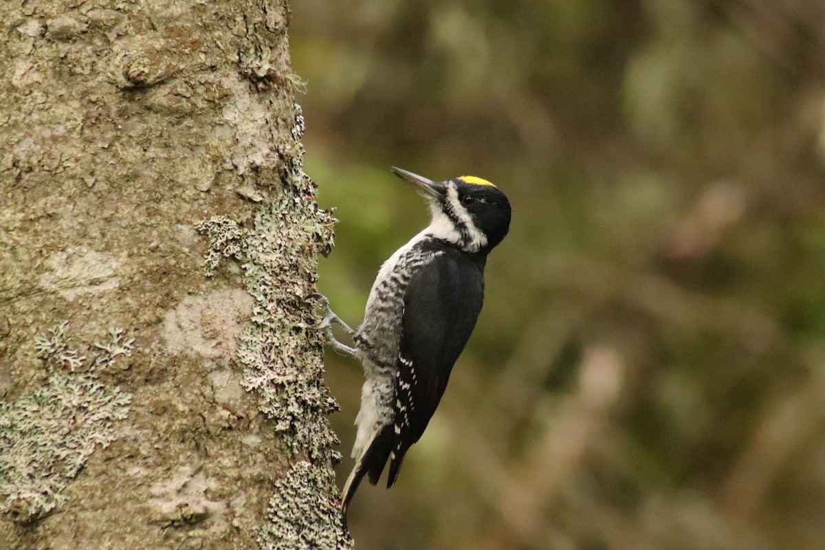Black-backed Woodpecker - ML488939851