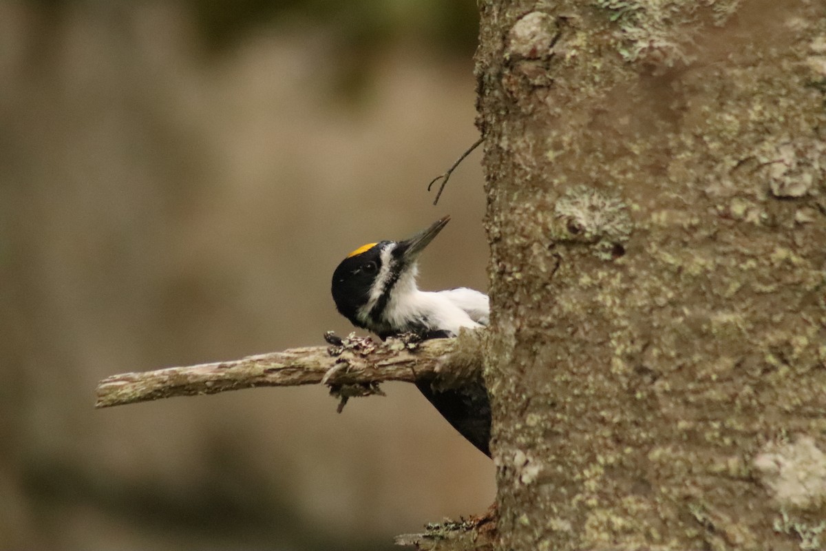 Black-backed Woodpecker - ML488939981