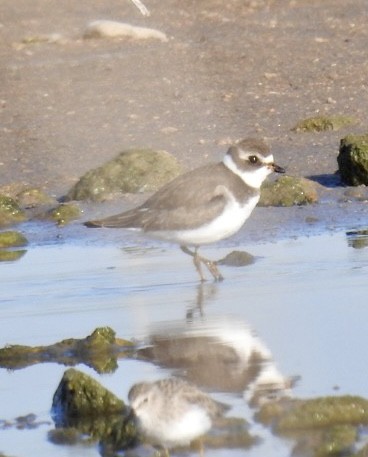 Semipalmated Plover - ML488940331