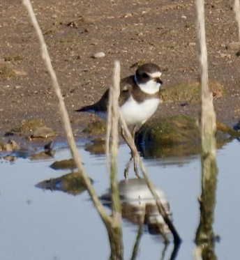 Semipalmated Plover - ML488940341