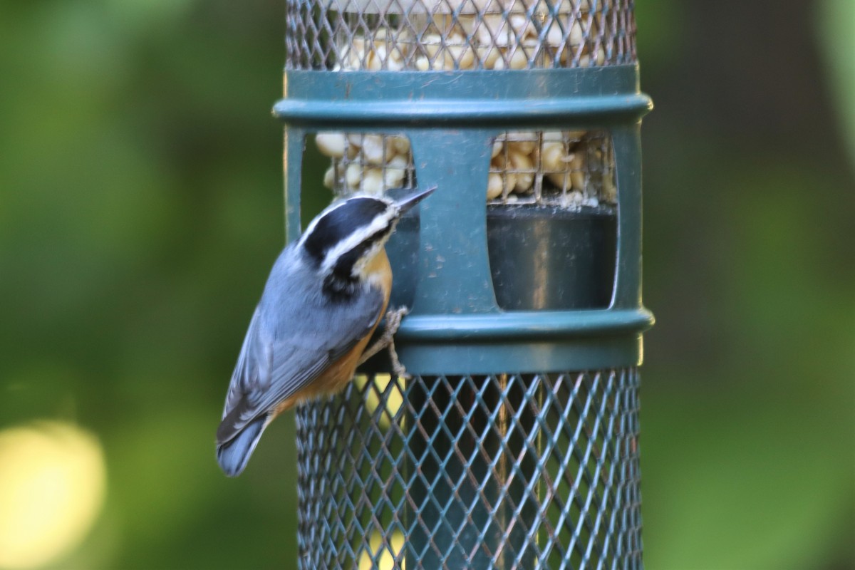 Red-breasted Nuthatch - ML488943001