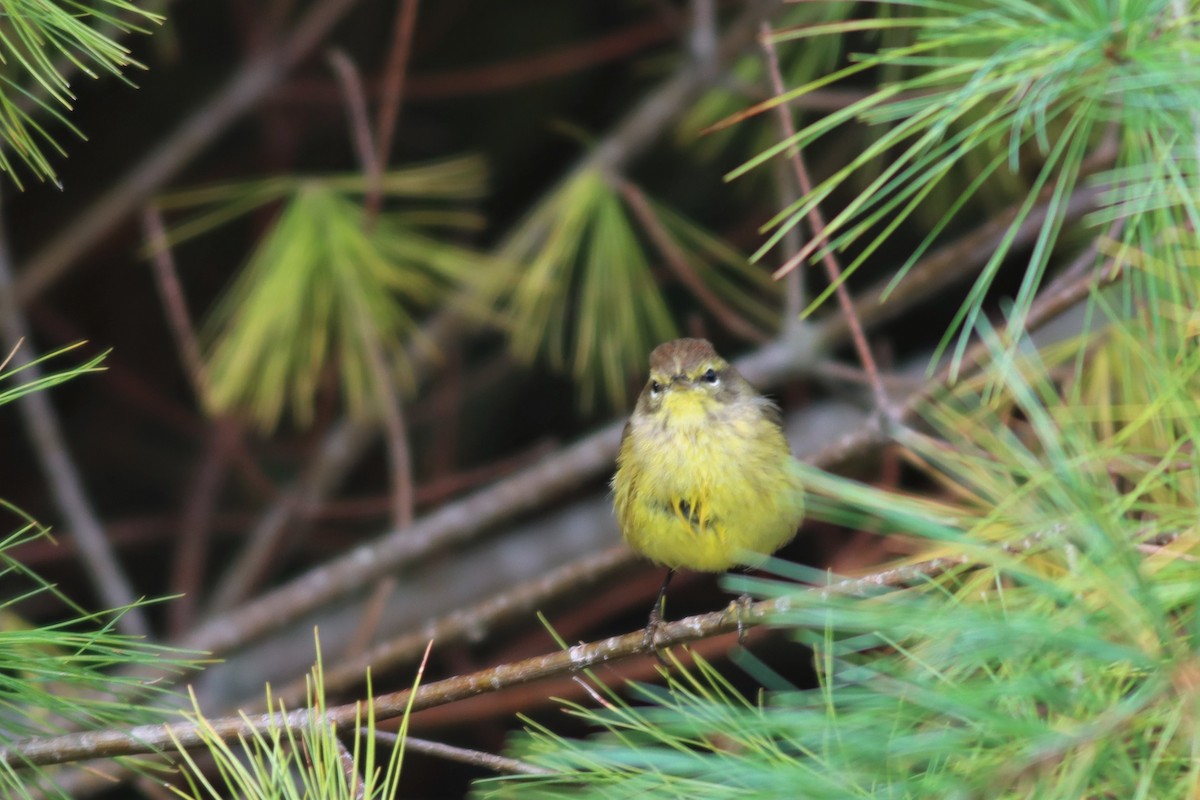 Palm Warbler (Yellow) - ML488943841