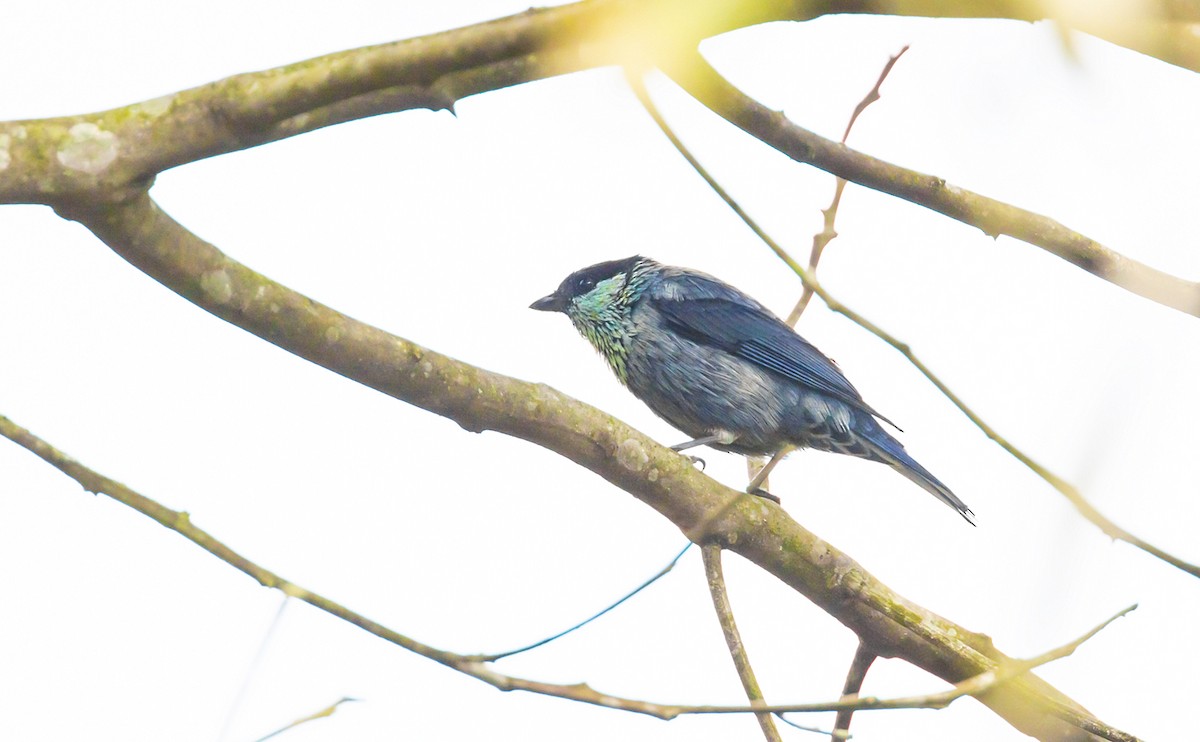 Black-capped Tanager - ML488944341