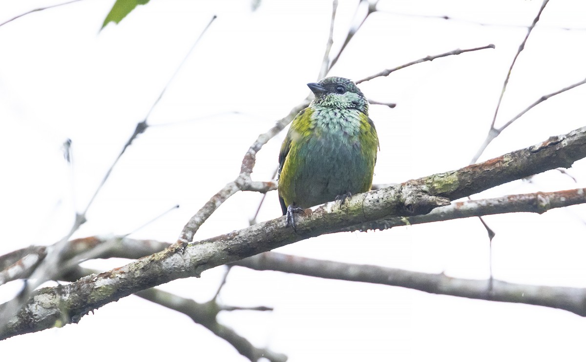 Black-capped Tanager - ML488945411