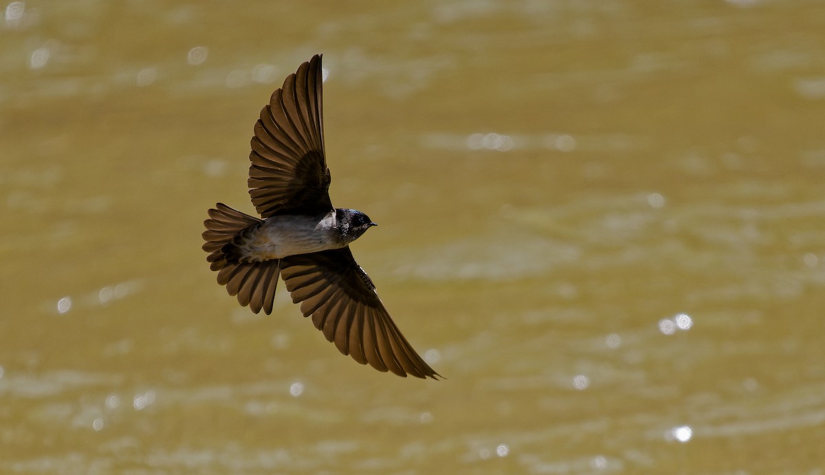 Andean Swallow - ML488950281
