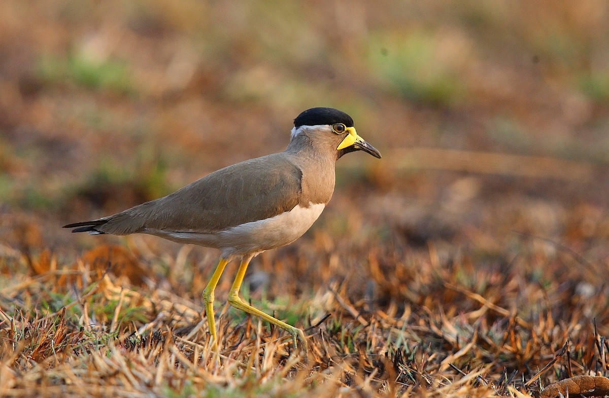 eBird Checklist - 9 Mar 2022 - Budhera Grassland, Telangana, IN - 34 ...