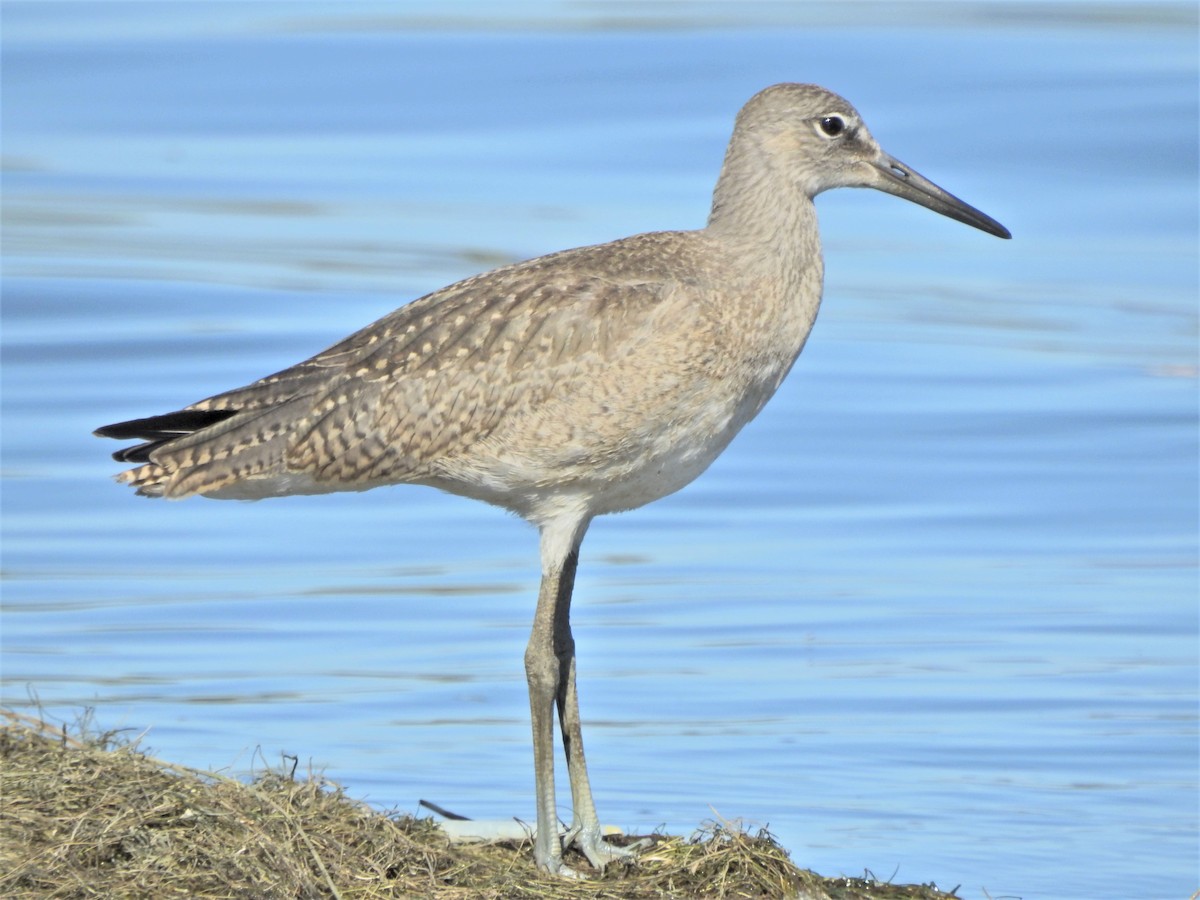 ML488961971 - Willet - Macaulay Library