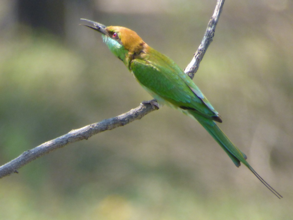 Asian Green Bee-eater - ML488966381