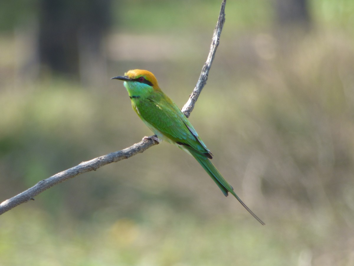 Asian Green Bee-eater - ML488966391