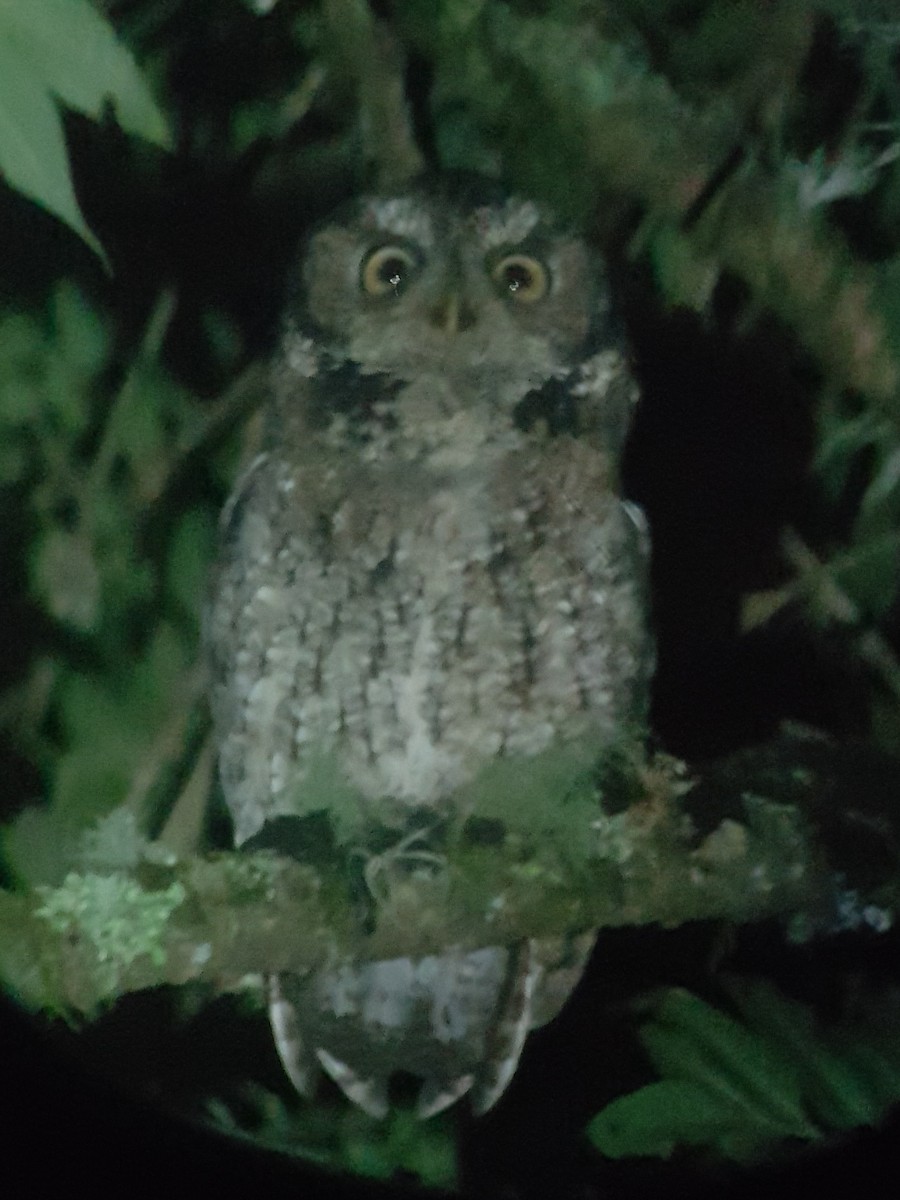 Montane Forest Screech-Owl - Mark Wood