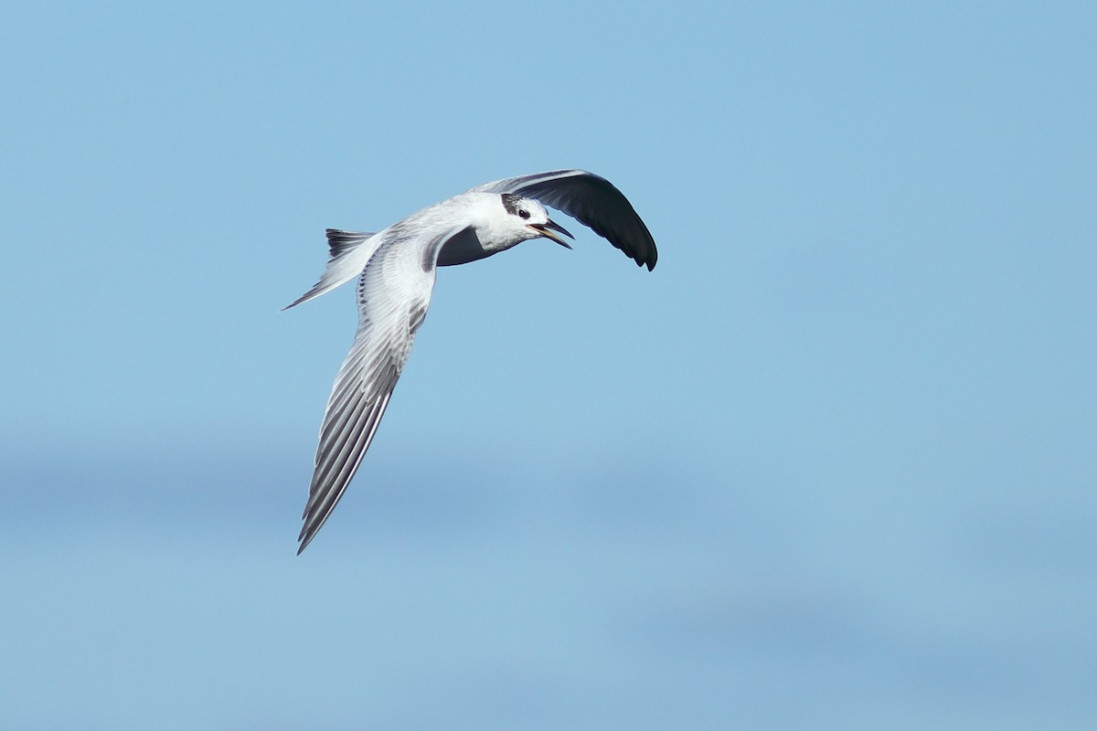Common Tern - Vince Capp