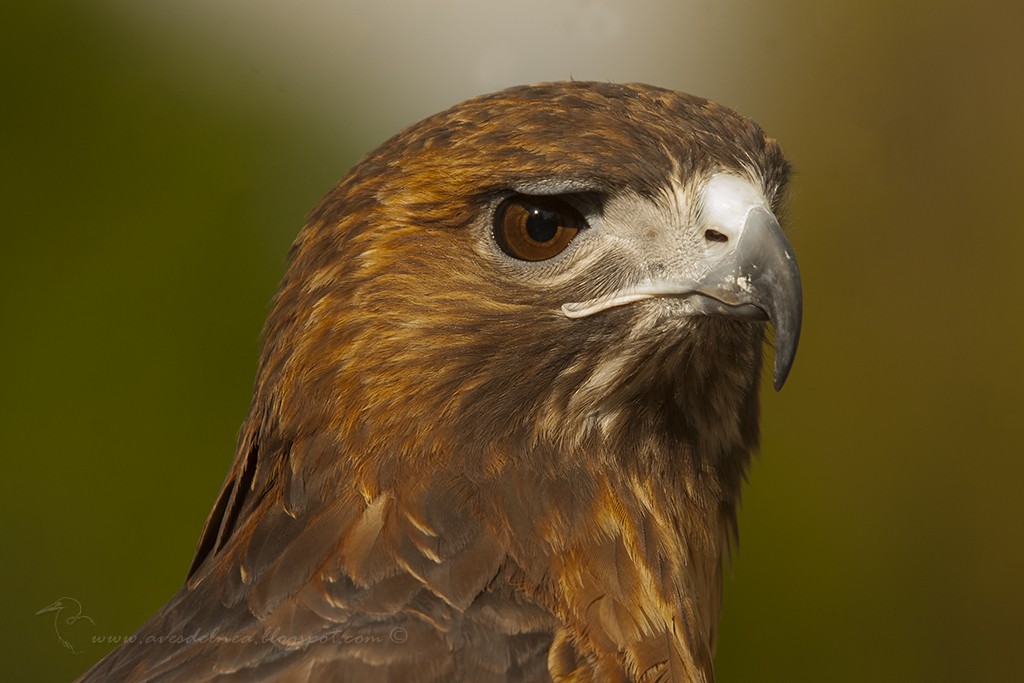 Red-tailed Hawk - Marcelo Allende