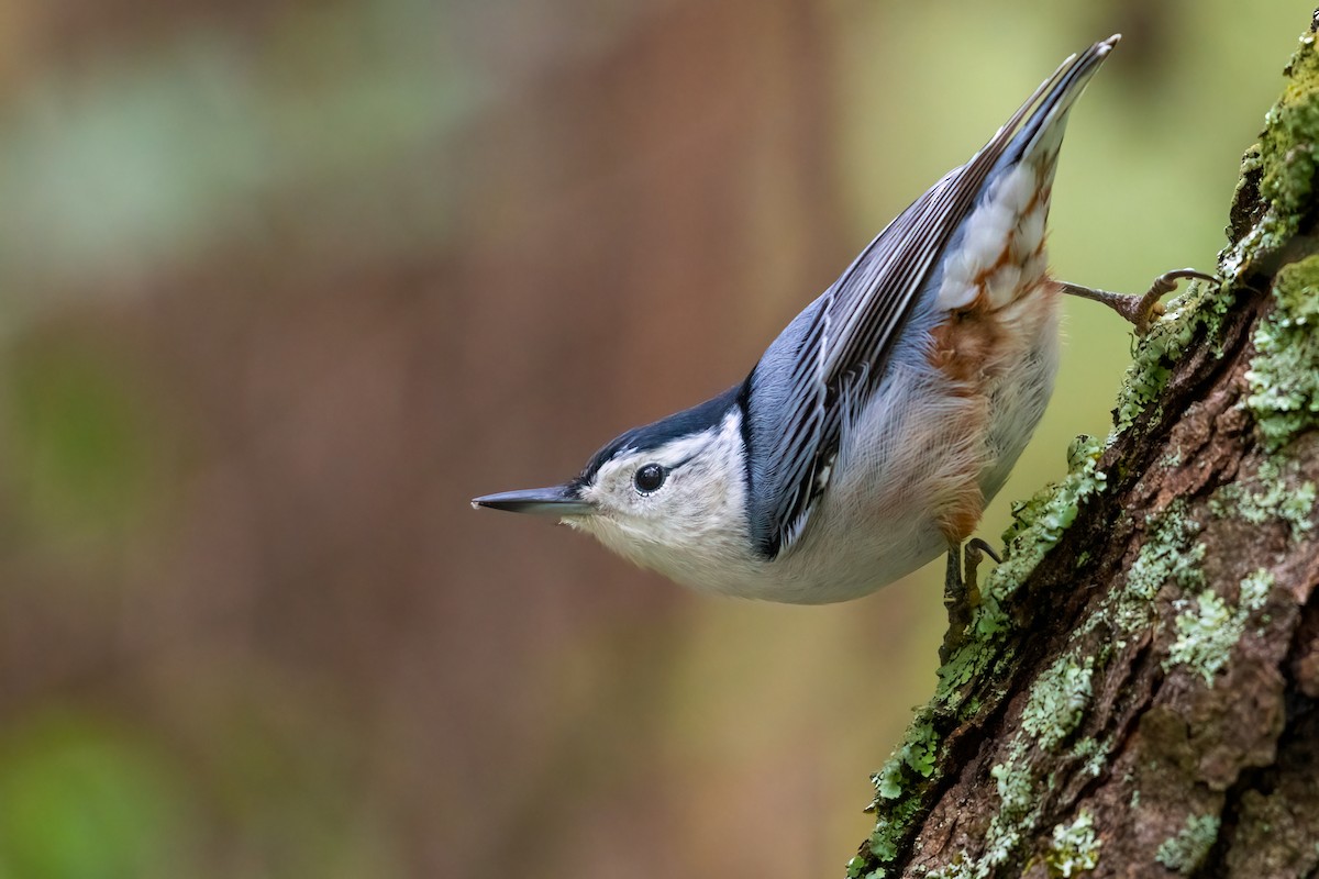 White-breasted Nuthatch - ML488973851