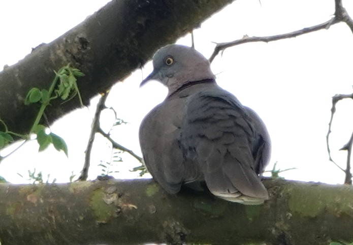 Mourning Collared-Dove - Peter Blancher
