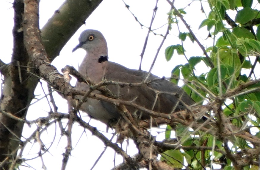 Mourning Collared-Dove - ML488976131