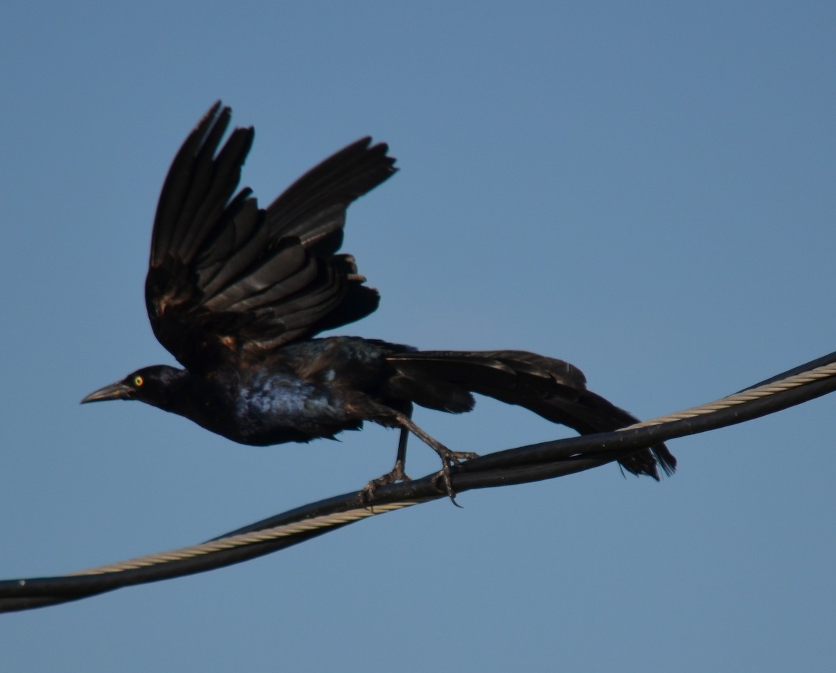 Great-tailed Grackle - ML48897621