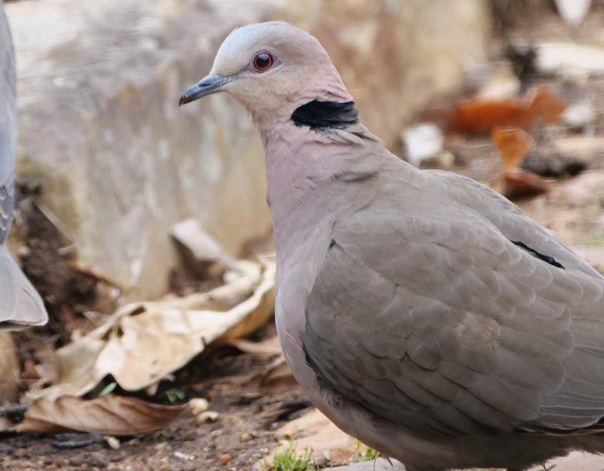 Red-eyed Dove - ML488977061