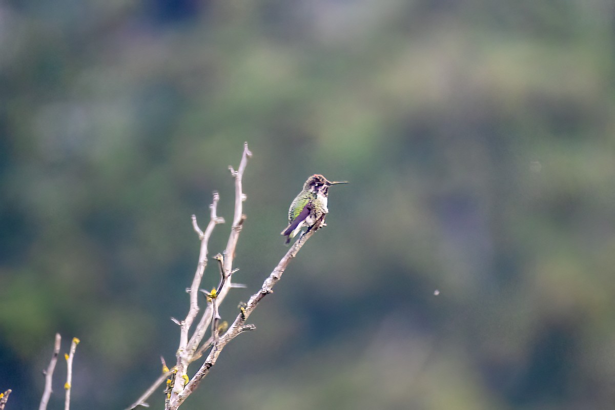 Anna's Hummingbird - ML488977511